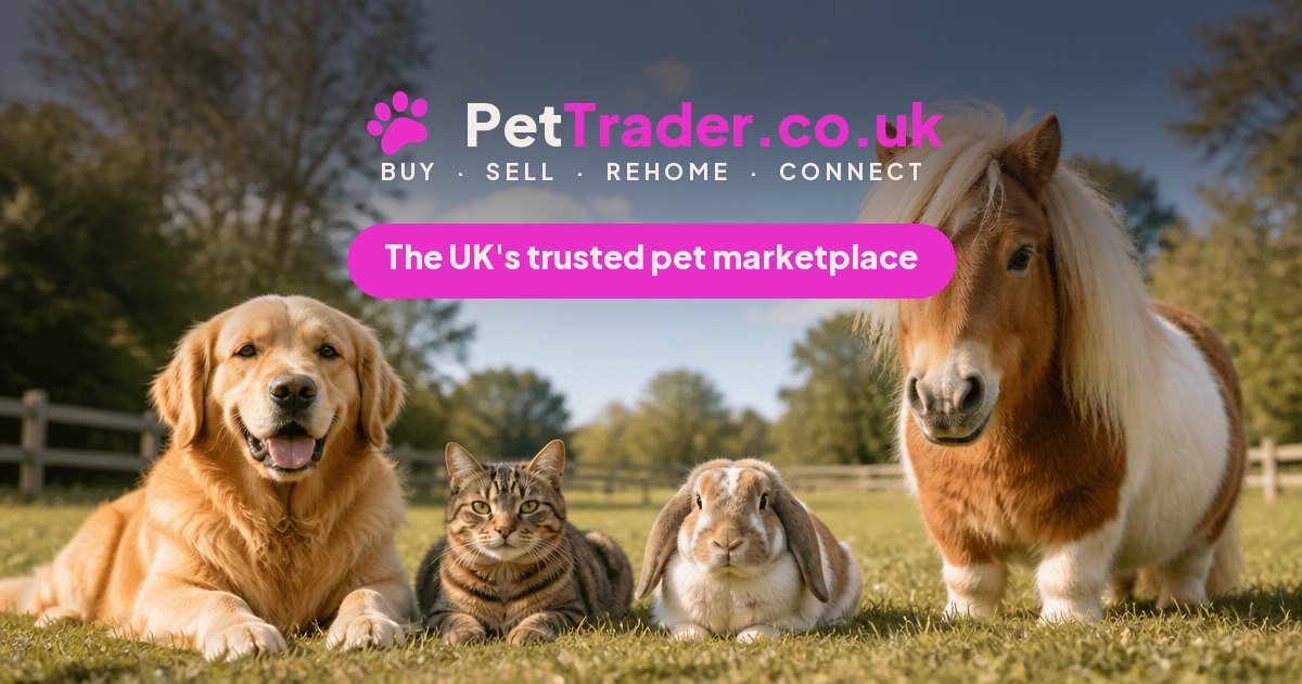 Baby Rabbits for Sale UK — Bunnies, Prices & Local Listings | PetTrader ...